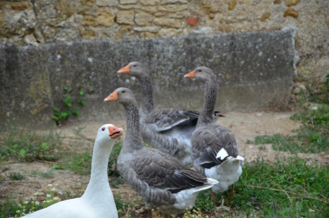 Chateau Des Noces Bazoges-en-Pareds Buitenkant foto